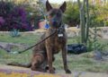 Colectivos buscan aprobación de la Ley de Bienestar Animal previo al inicio de las campañas