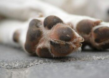 Fiscalía CDMX investiga envenenamiento de perros en el Parque España