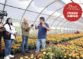 Garantizan producción y venta de flores de cempasúchil