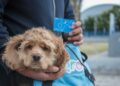 Entrega AMEQ más de 300 tarjetas de Qrobús para mascotas