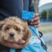 Entrega AMEQ más de 300 tarjetas de Qrobús para mascotas