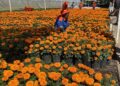 35 mil plantas de cempasúchil adornarán la ciudad, en festejos de Día de Muertos