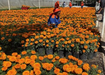 35 mil plantas de cempasúchil adornarán la ciudad, en festejos de Día de Muertos