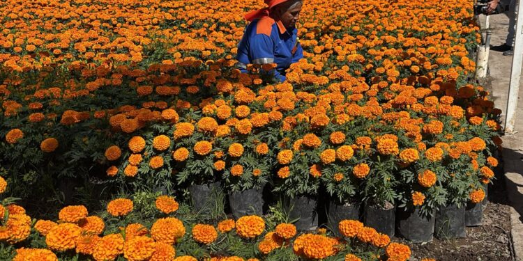 Querétaro sembrará 35 mil flores de cempasúchil en plazas