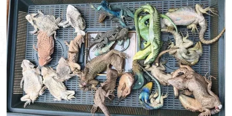 Al menos 30 murieron durante el viaje