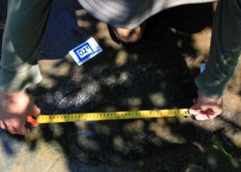 Hallan en Michoacán huellas de dinosaurios de hace 65 millones de años