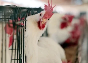 Cierra México puertas a pollo brasileño