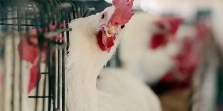 México suspende la importación de pollo y aves de Brasil