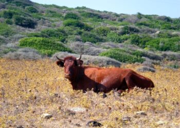 Descartan fiebre aftosa en becerro de Agua Prieta, Sonora; reanudarán exportación el 20 de octubre